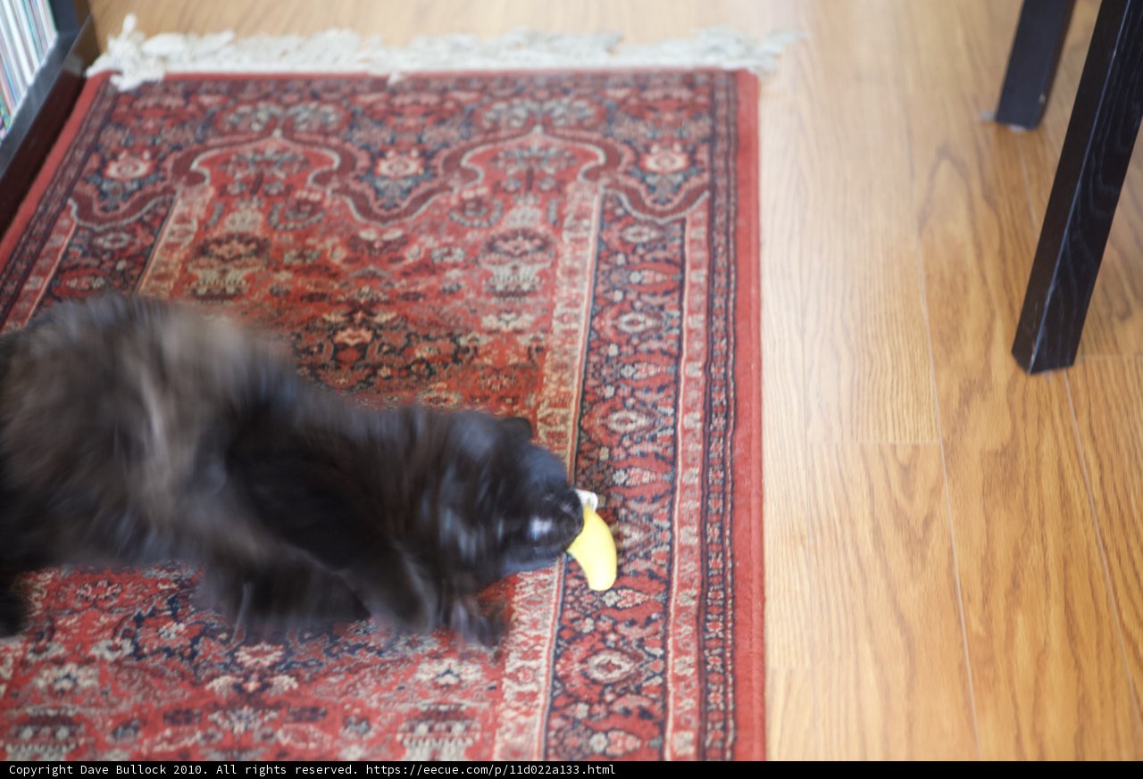 Feline Fun on Festive Flooring