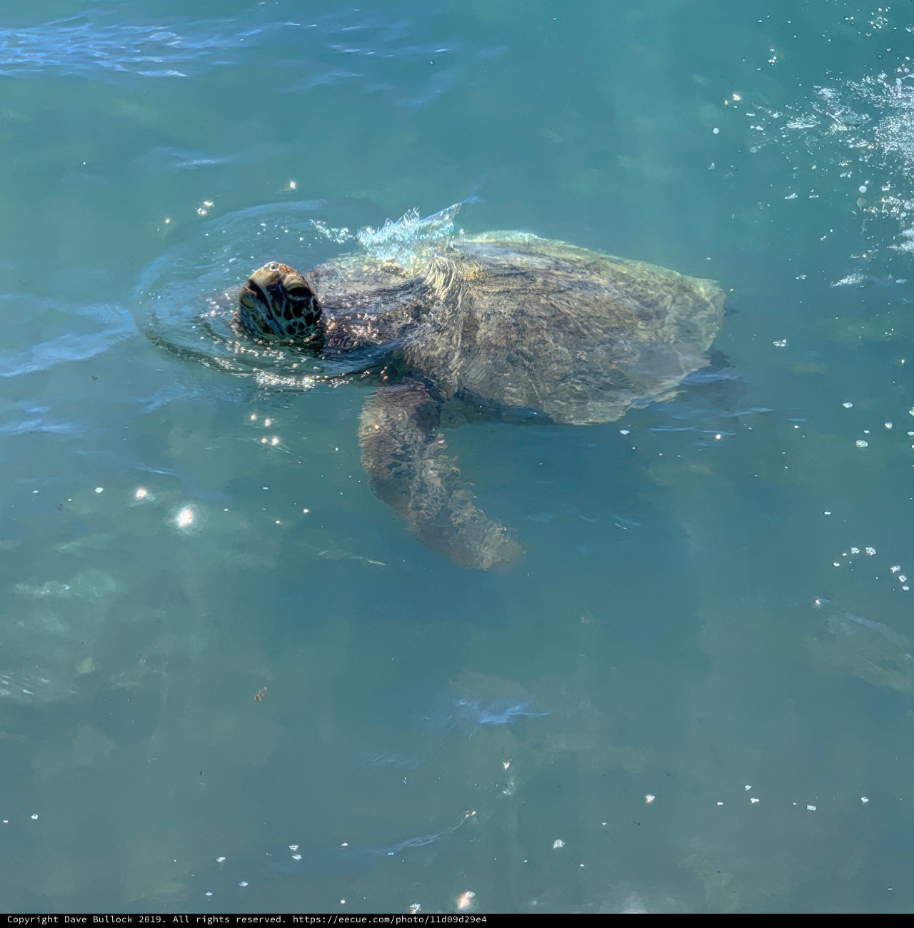Sea Turtle Swimming at the Surface in Turquoise Water