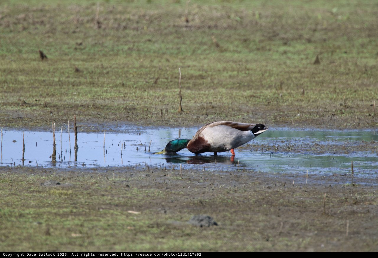 Male Mallard Duck Foraging in Shallow Wetland Pool