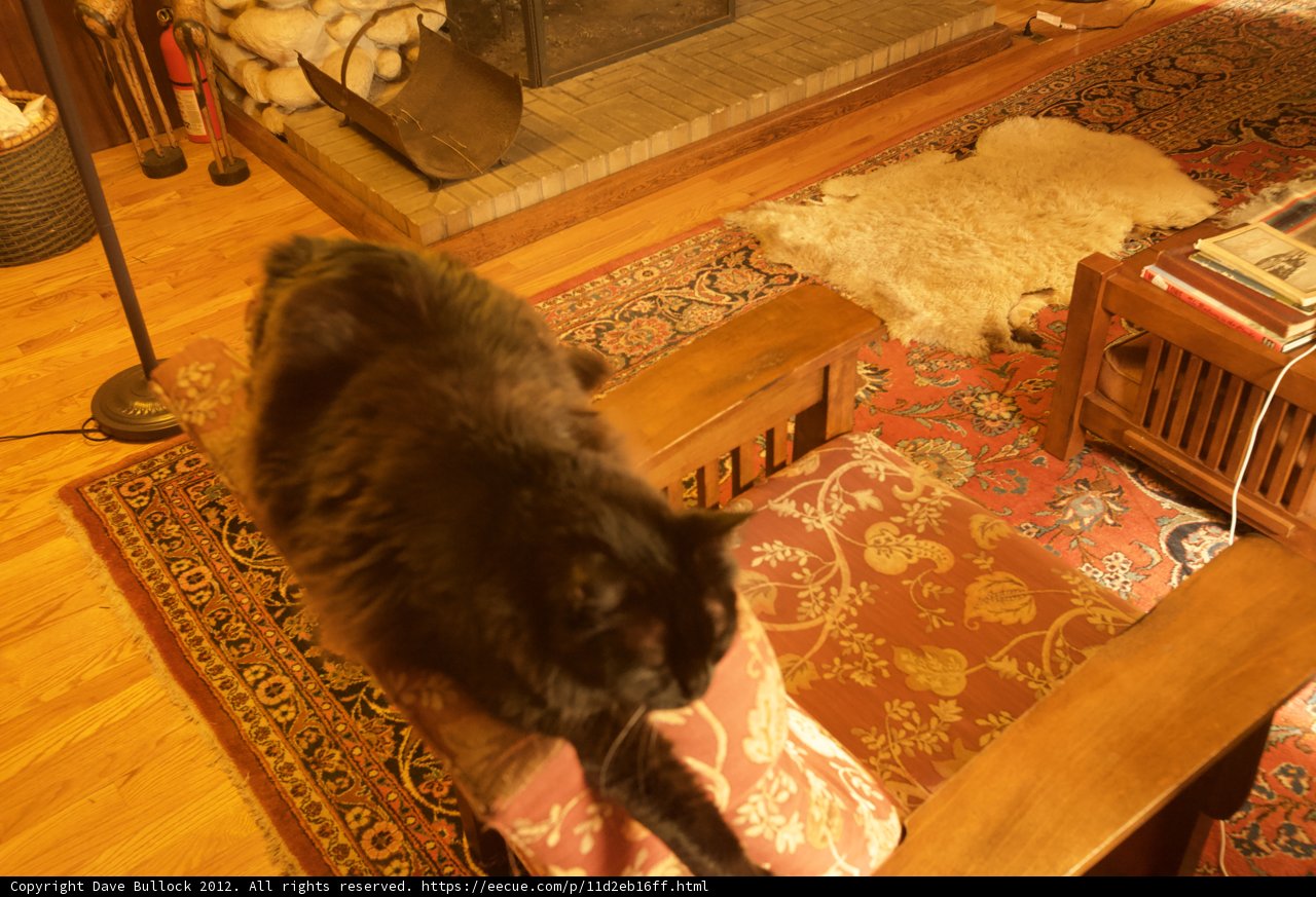 The Regal Cat Chair