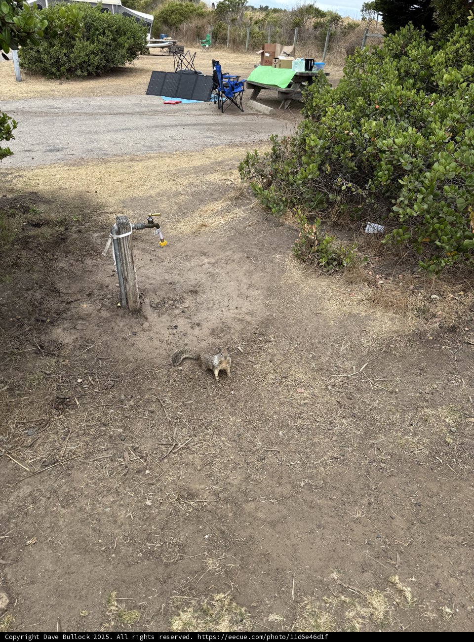 Morning Encounter in Cambria