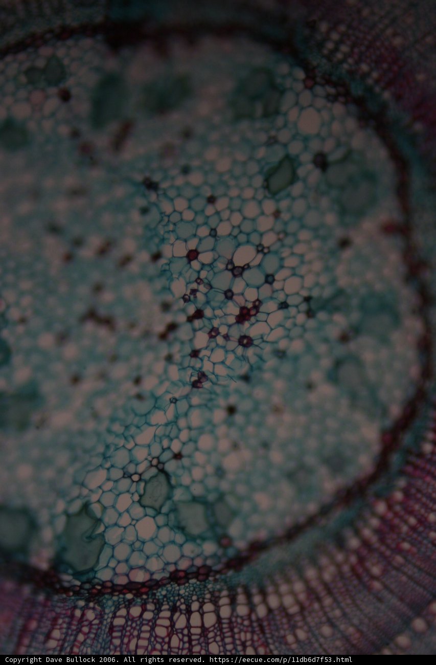 Cellular Turquoise Pattern
