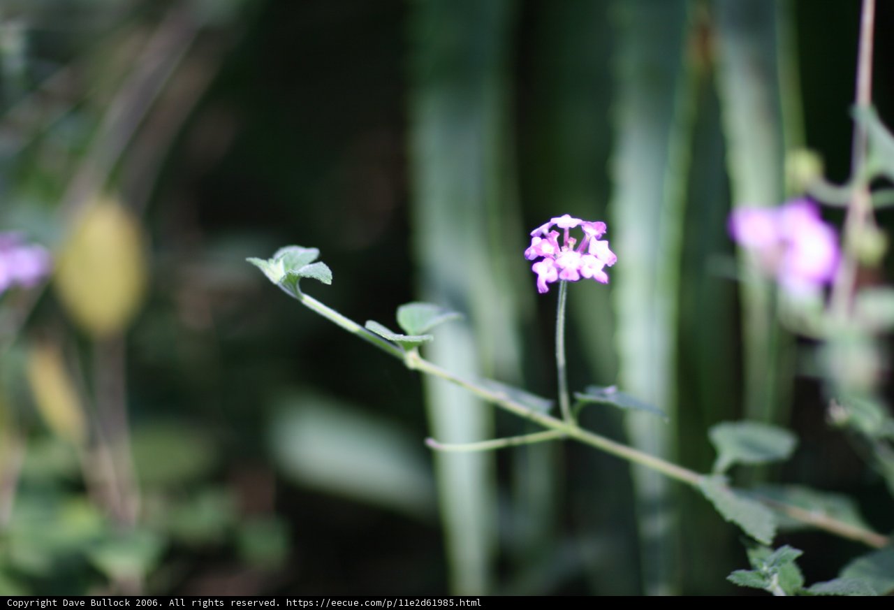 Purple Geranium and Green Foliage