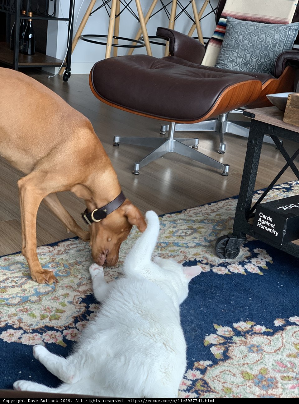 Furry Friends having Fun in the Living Room