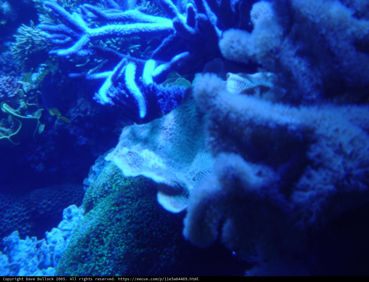 An Underwater Oasis of Coral Reef