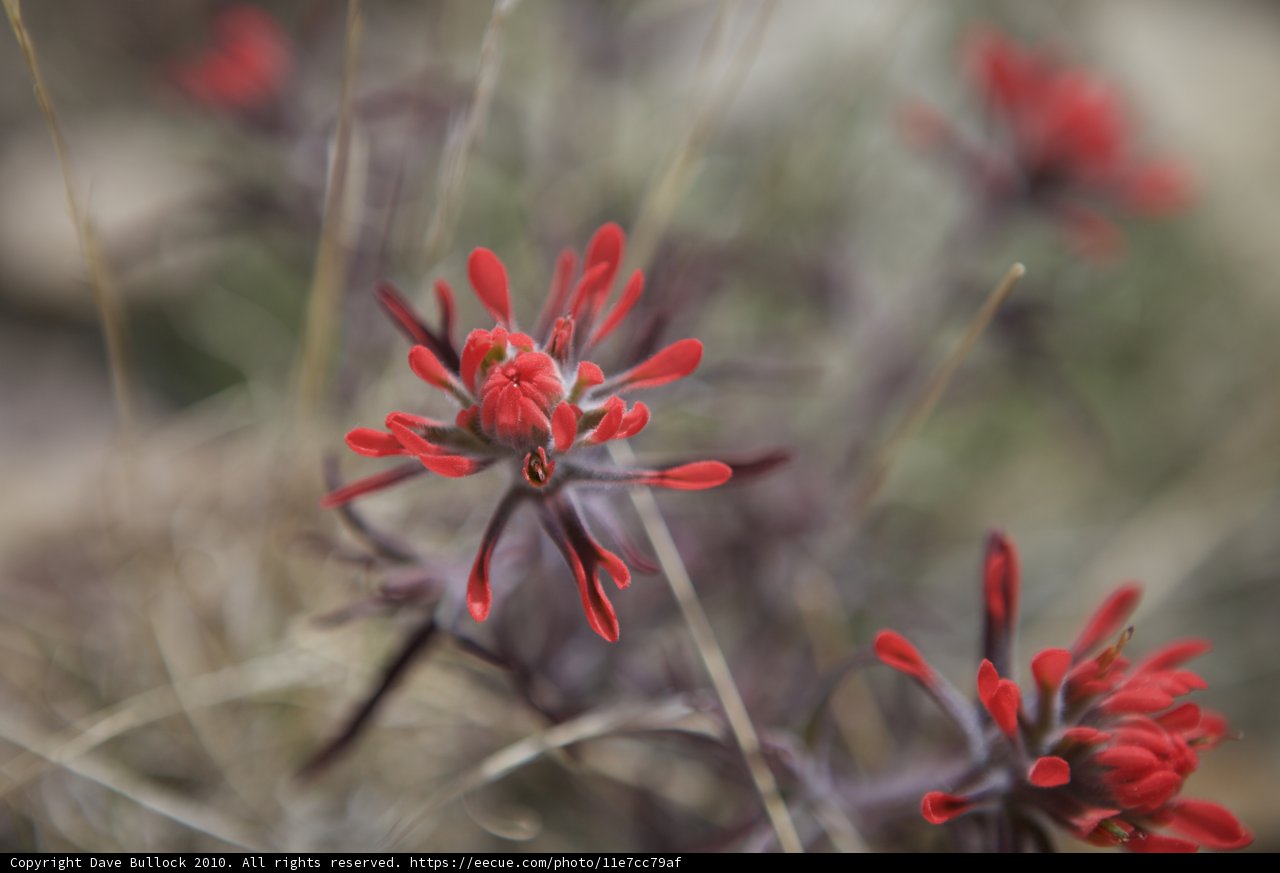 Vibrant Red Geranium Flower