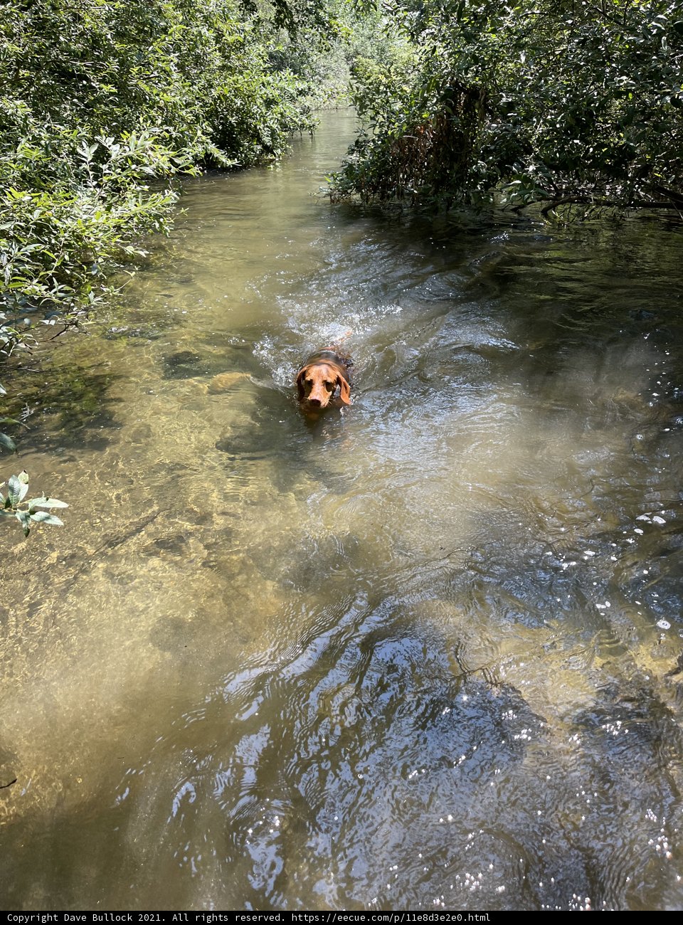 River Rascal: A Canine's Summer Swim