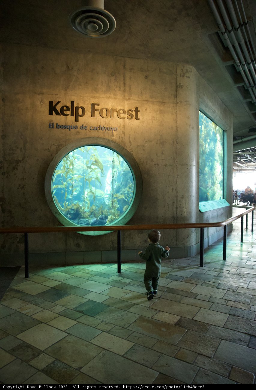 Enchanted by the Deep: A Child's Discovery