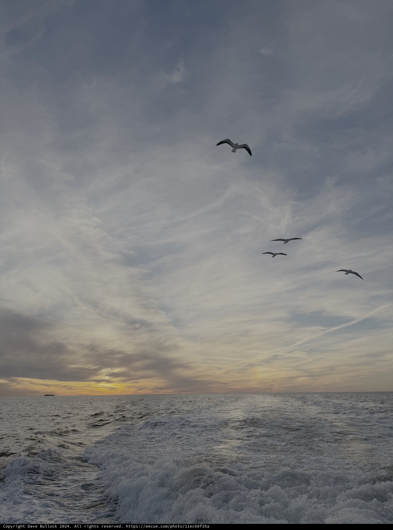 Seagulls Soaring Over Churning Ocean Waves