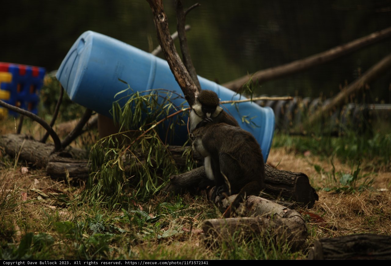 Primate Leisure at the Oakland Zoo, 2023