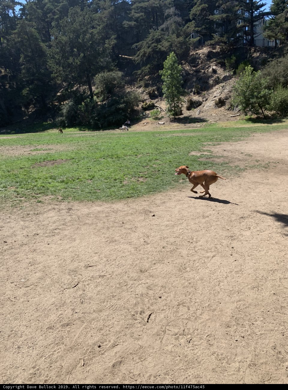 Running Free in the Woodland Grove