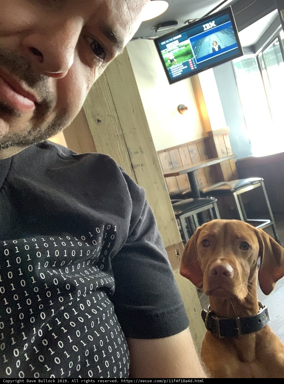 Man and Vizsla Companion Watching TV