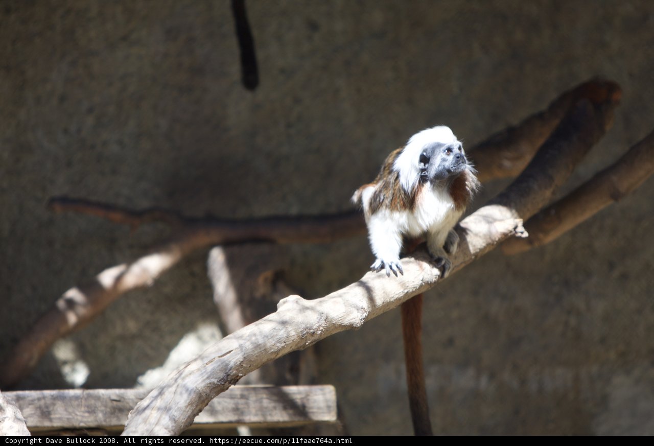 Primate Ponderings