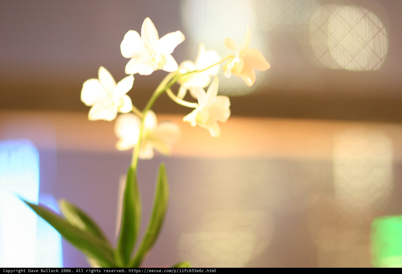 Orchid Beauty