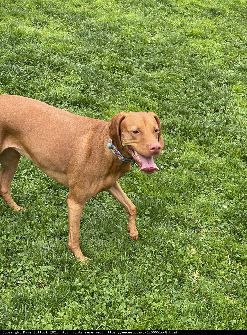 Majestic Vizsla at Veterans Memorial Park