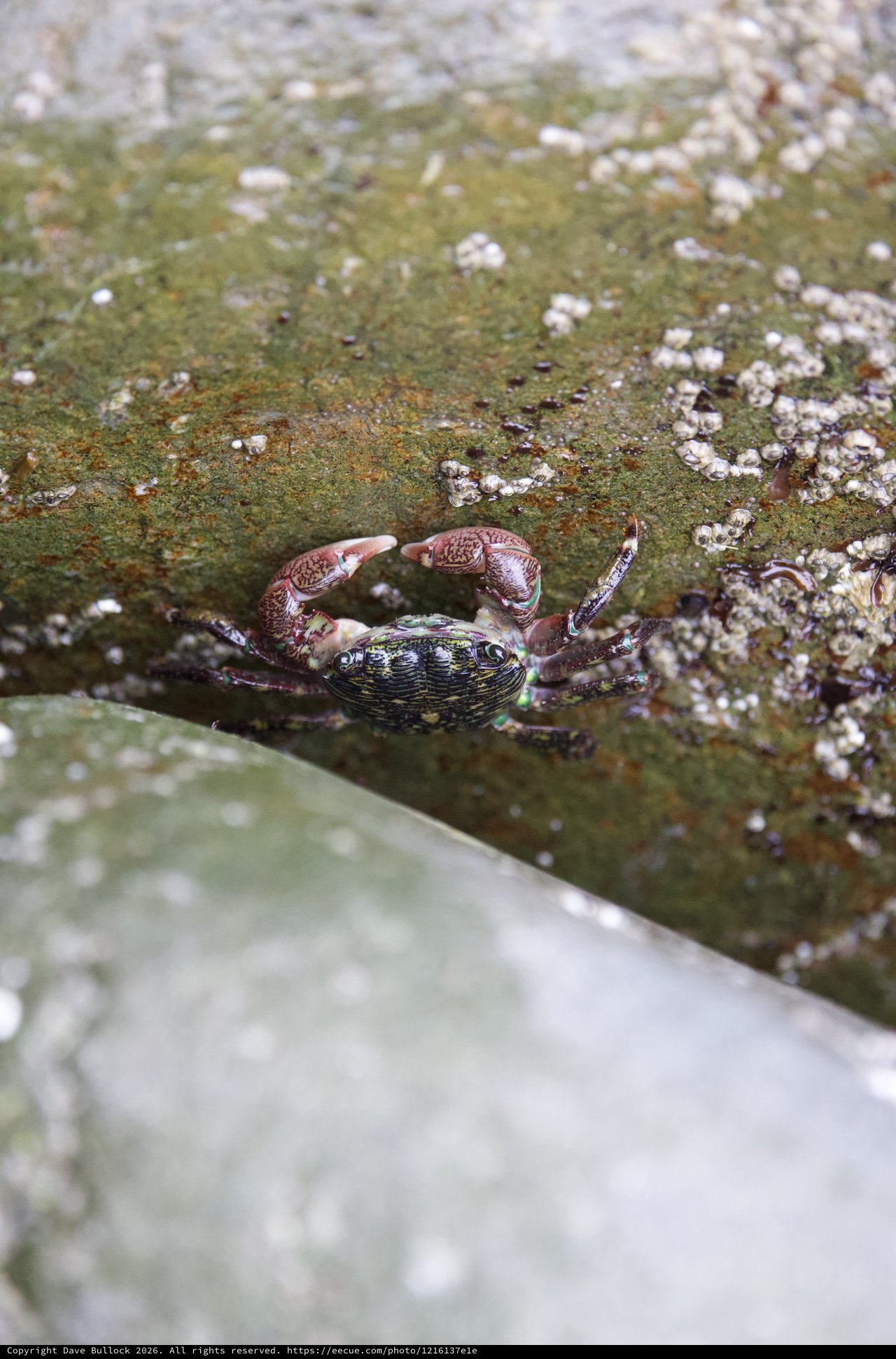 Colorful Shore Crab Clinging to Barnacle-Encrusted Rock