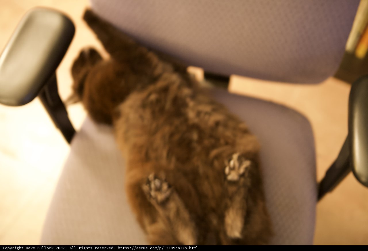 Feline Relaxation on a Cushioned Armchair