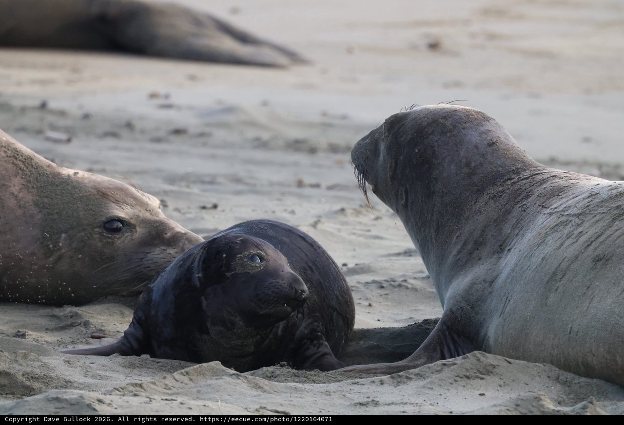 Elephant Seal Pup with Adults at Drakes Beach