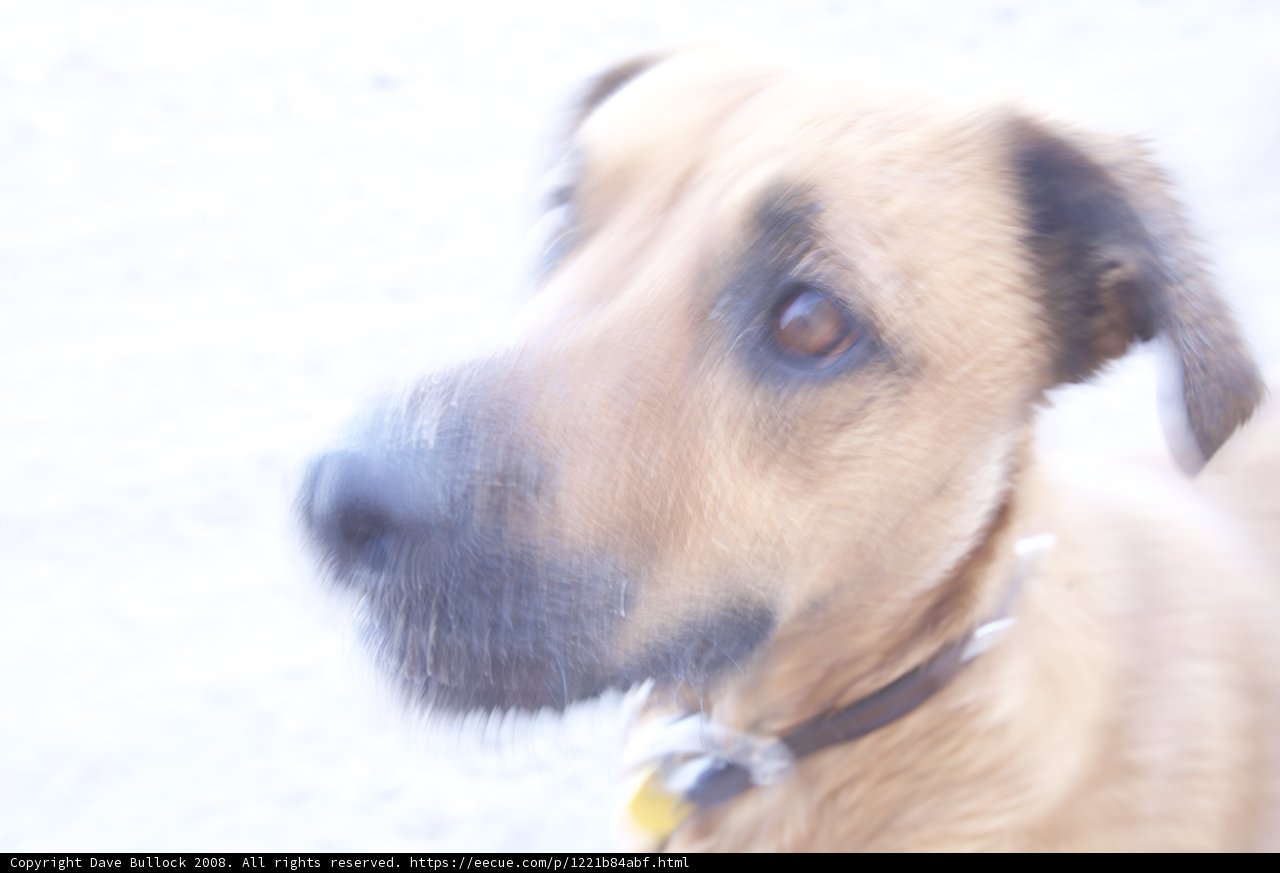 Blurry Hound in the Desert