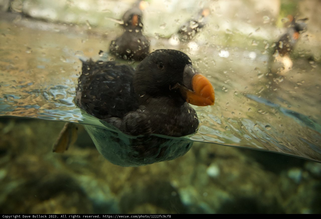 Graceful Aquatic Ballet - Puffin in Action
