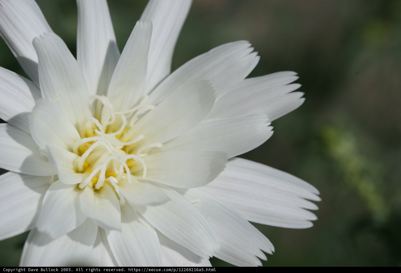 Elegant Daisy