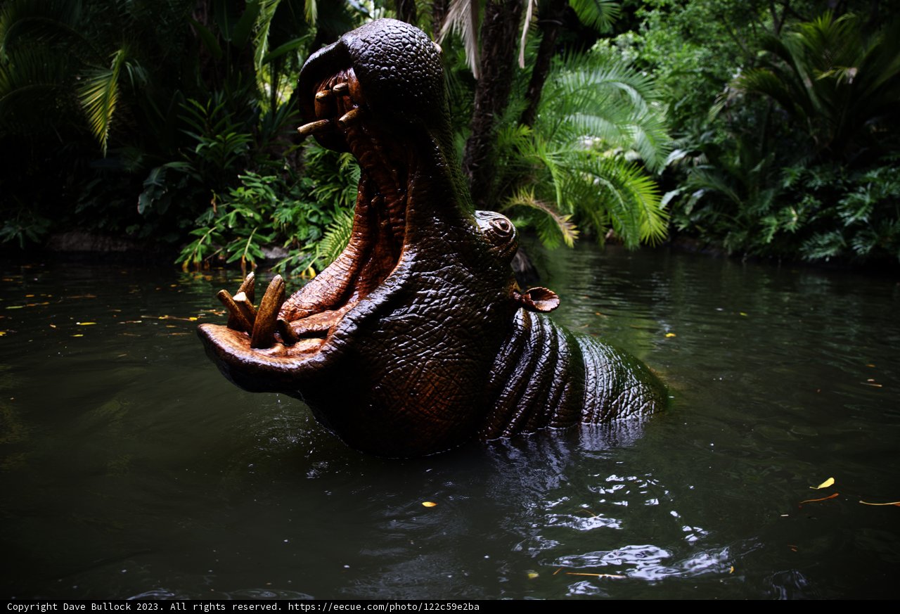 The Majestic Hippopotamus Encounter