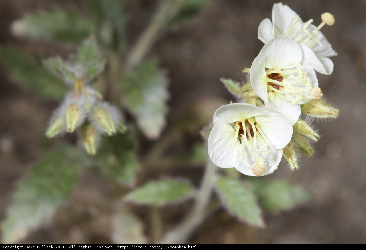 Brown Stamens in a White Flower
