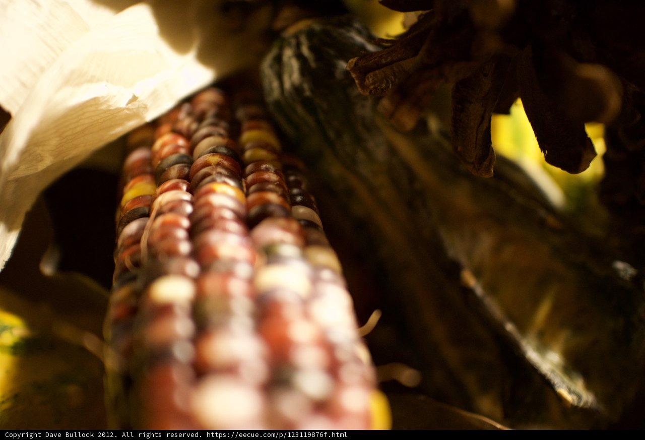 Golden Harvest
