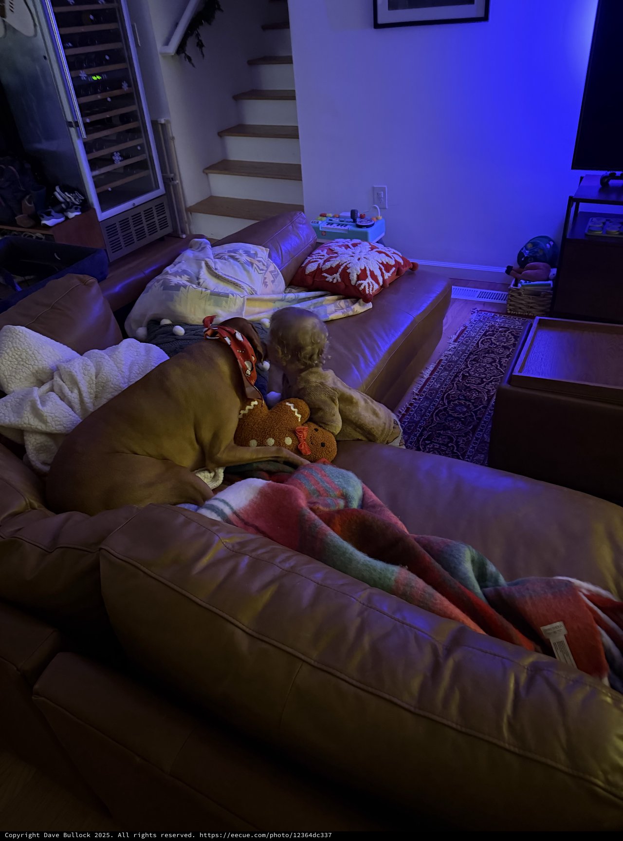 Peaceful Morning Sleep on Living Room Sofa