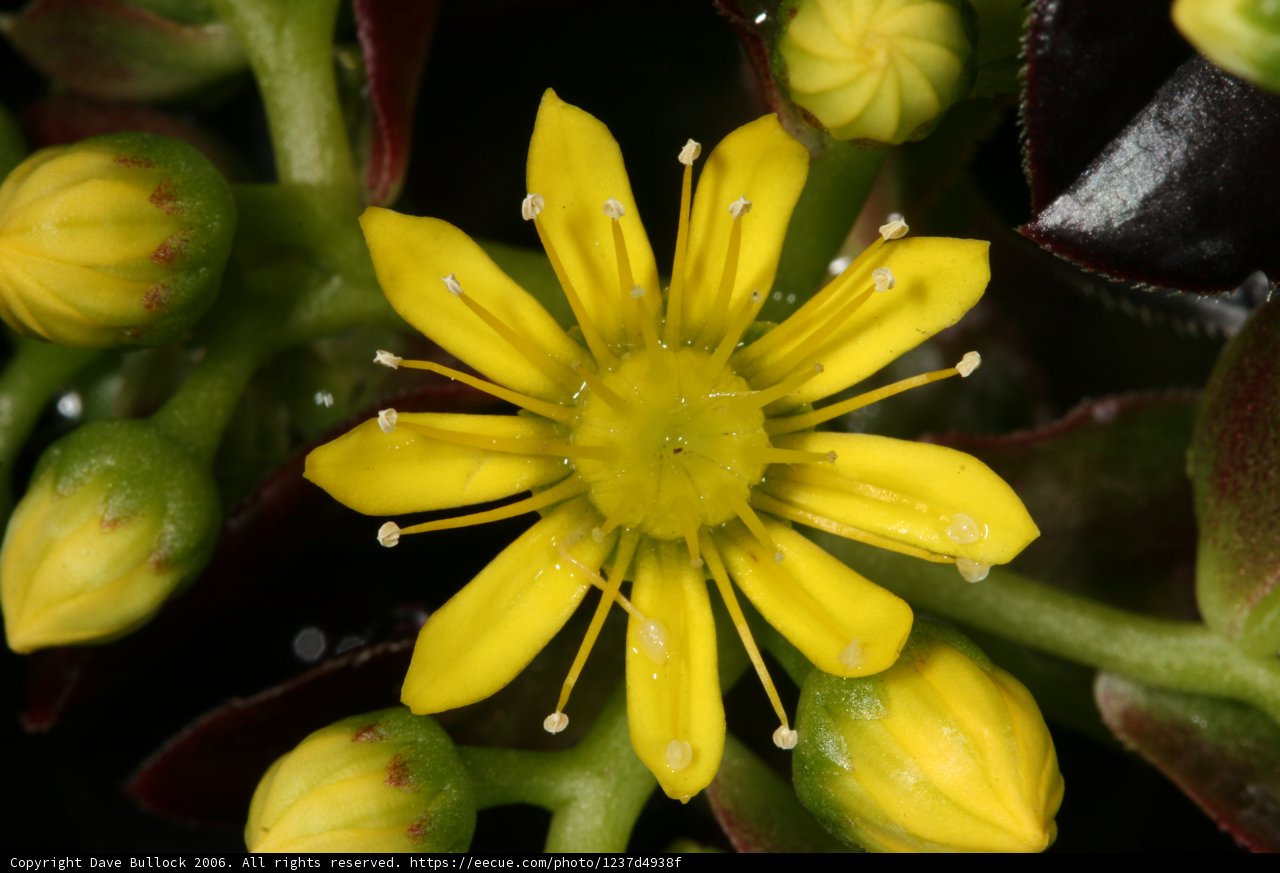 Vibrant Yellow Flower