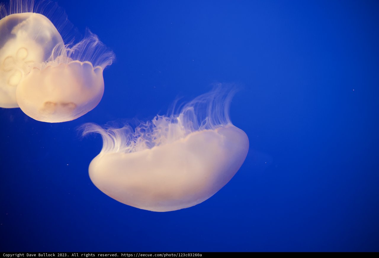 Floating Serenity