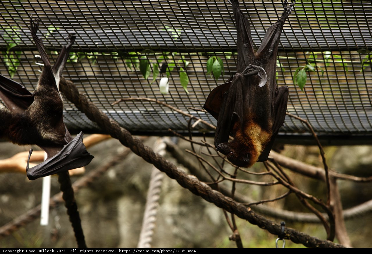 Bat Duo at Oakland Zoo