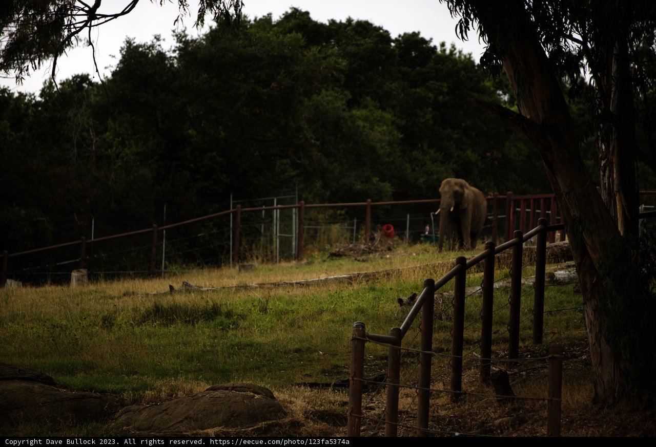 Majestic Elephant at Oakland Zoo, 2023