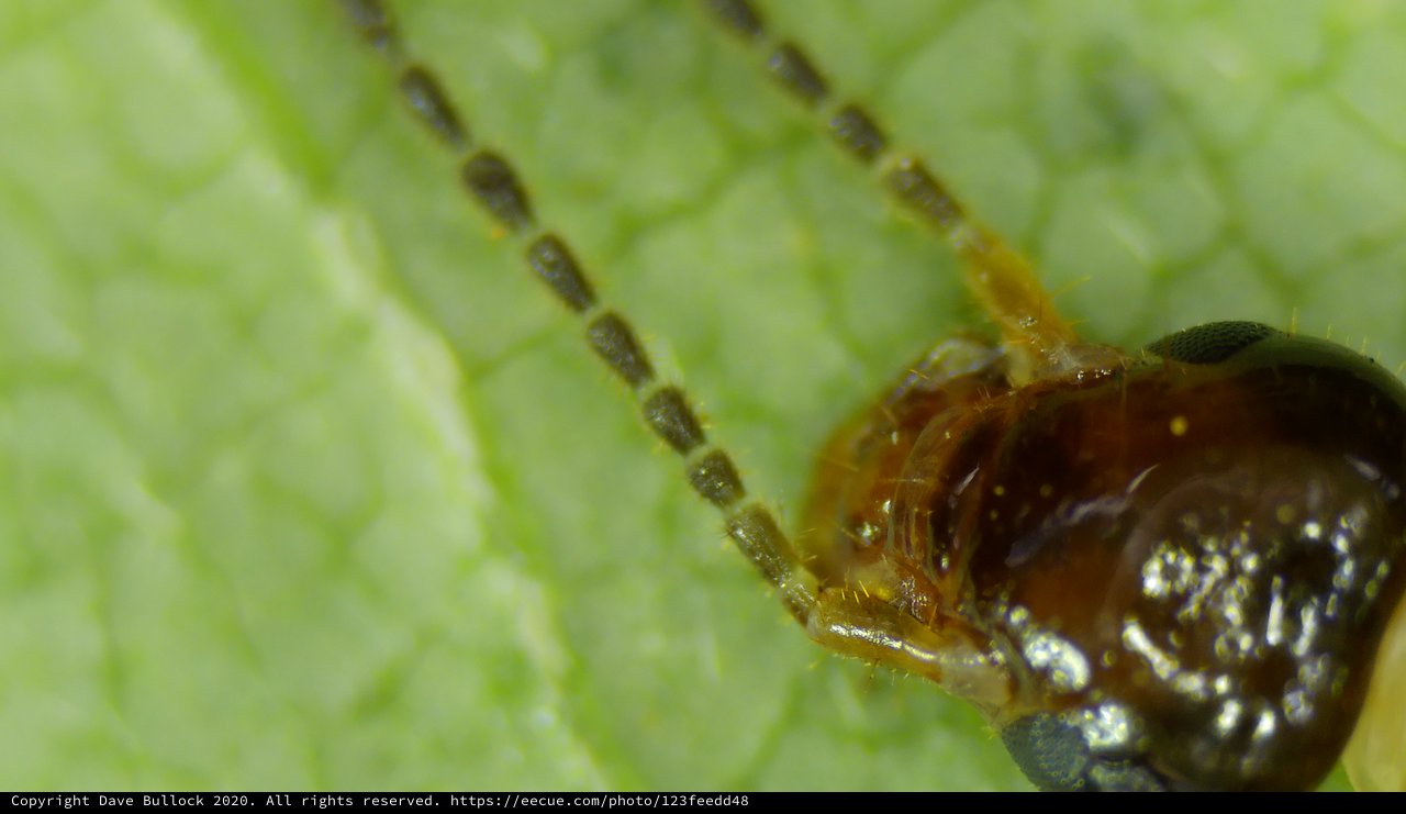 Extreme Macro: Damselfly Head and Antennae Detail