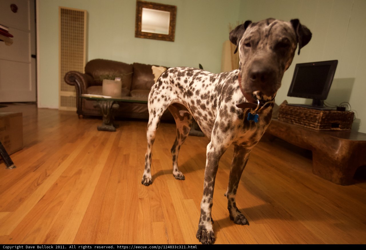 Dalmatian Dog on Hardwood Floor