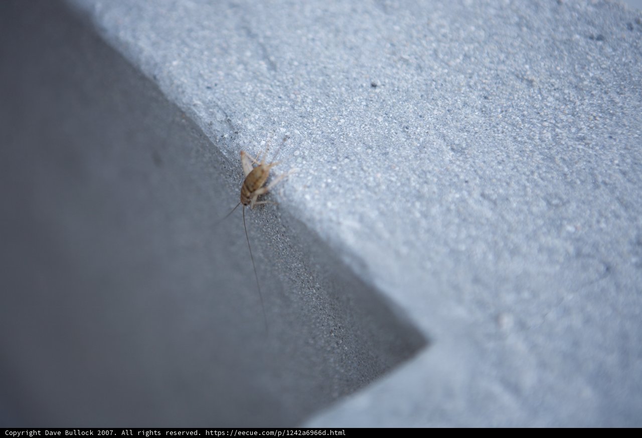 Cricket Insect on Downtown Wall