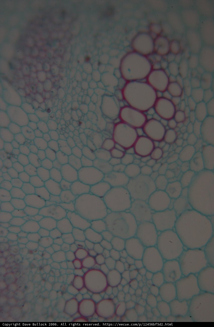 Bubbly Botanical