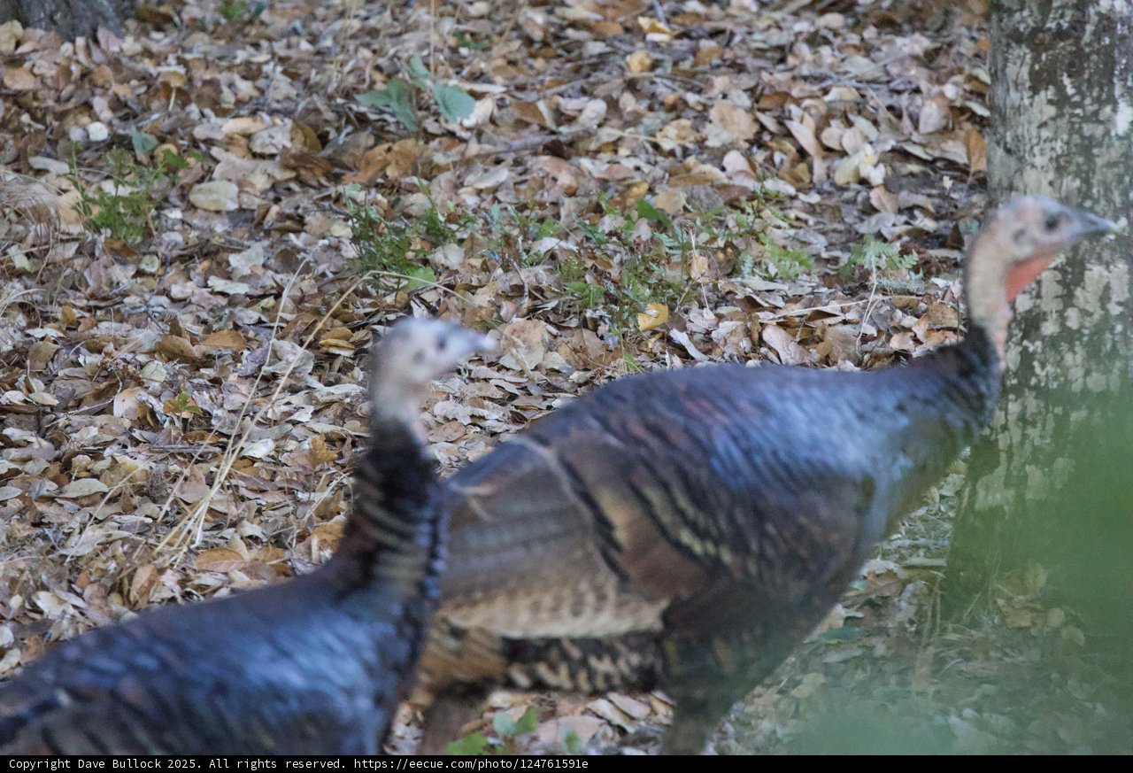 Autumn Stroll with the Wild Turkeys