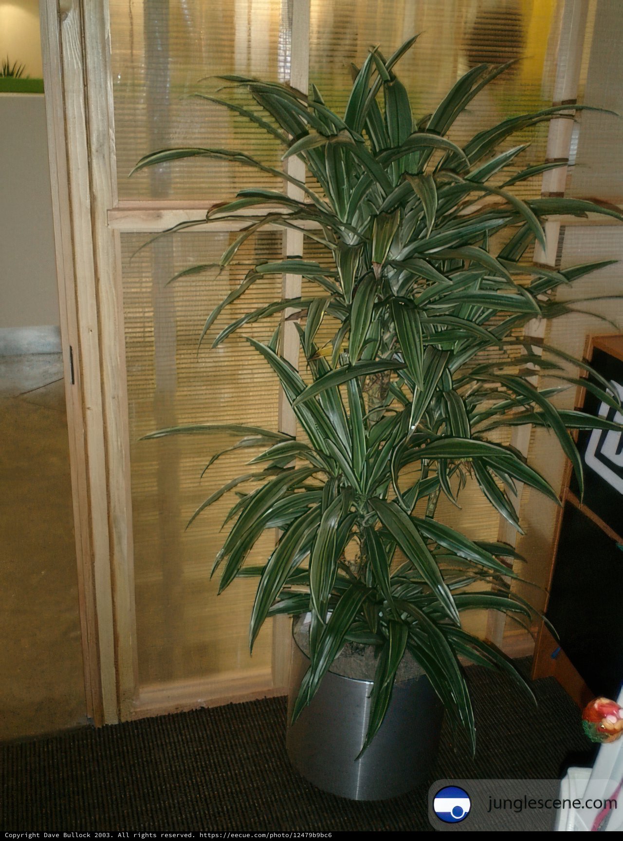 Potted Plant in an Office