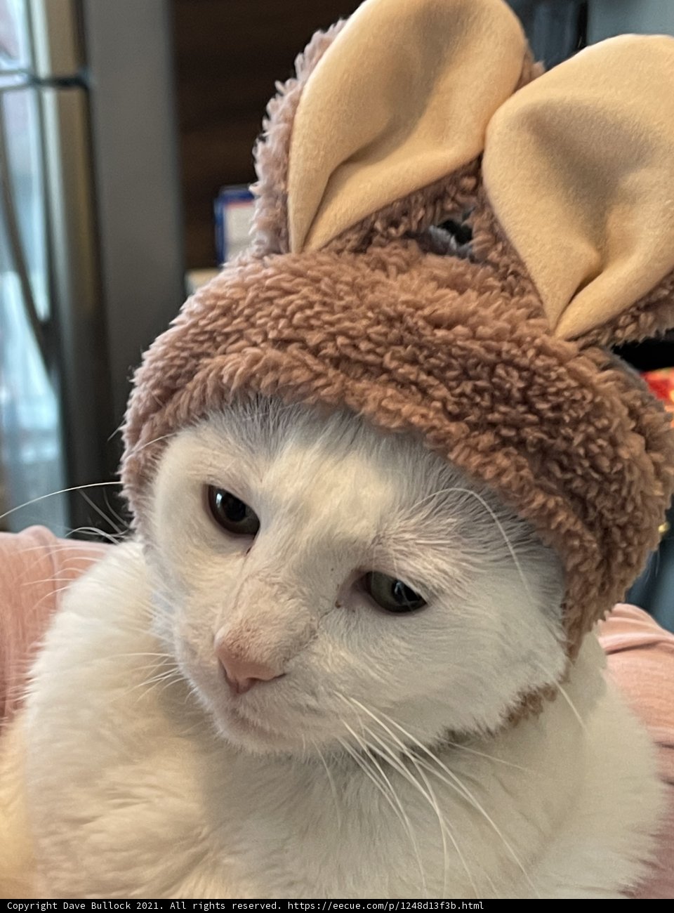 The Bunny Cat