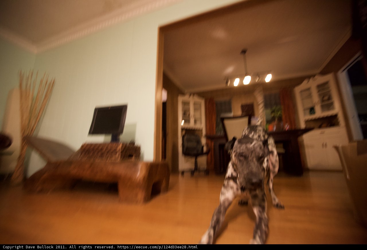 Furry Friend Takes a Stroll on Hardwood Floor