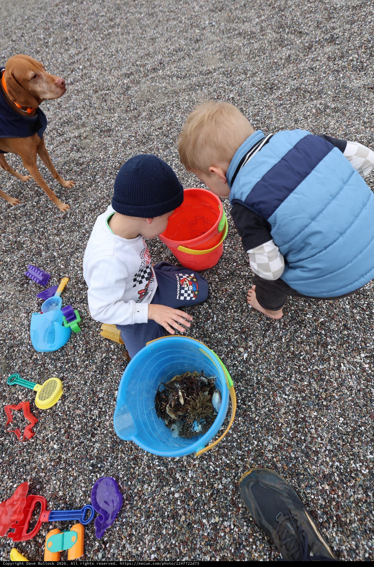 Young Boys Discovering Treasures in Beach Buckets