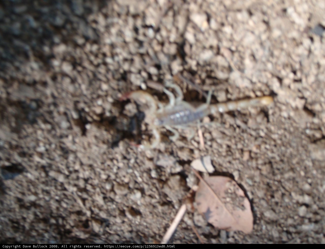 Leafy Scorpion