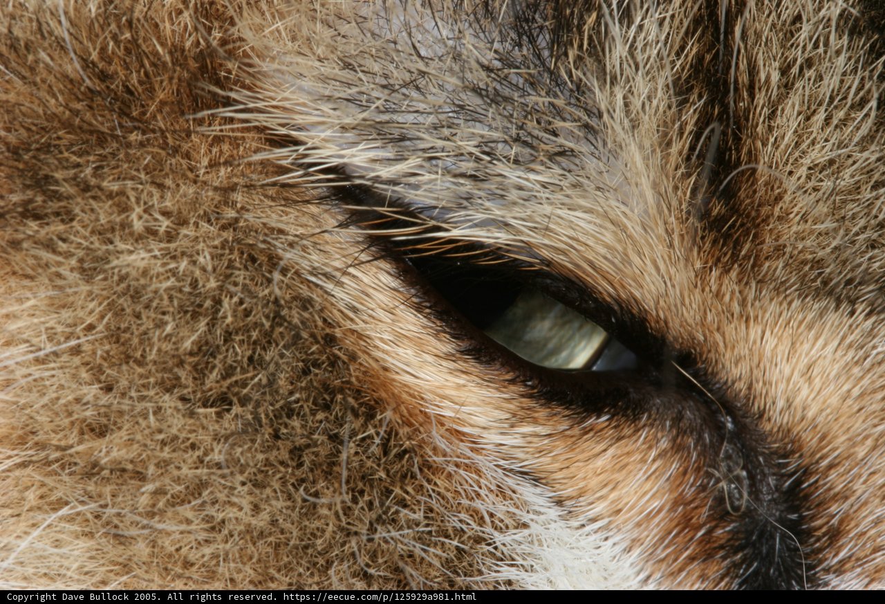 Mesmerizing Gaze