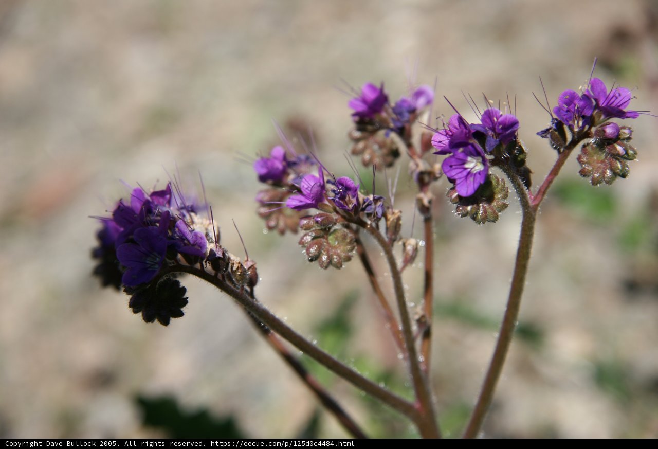 Purple Geraniums in the Field