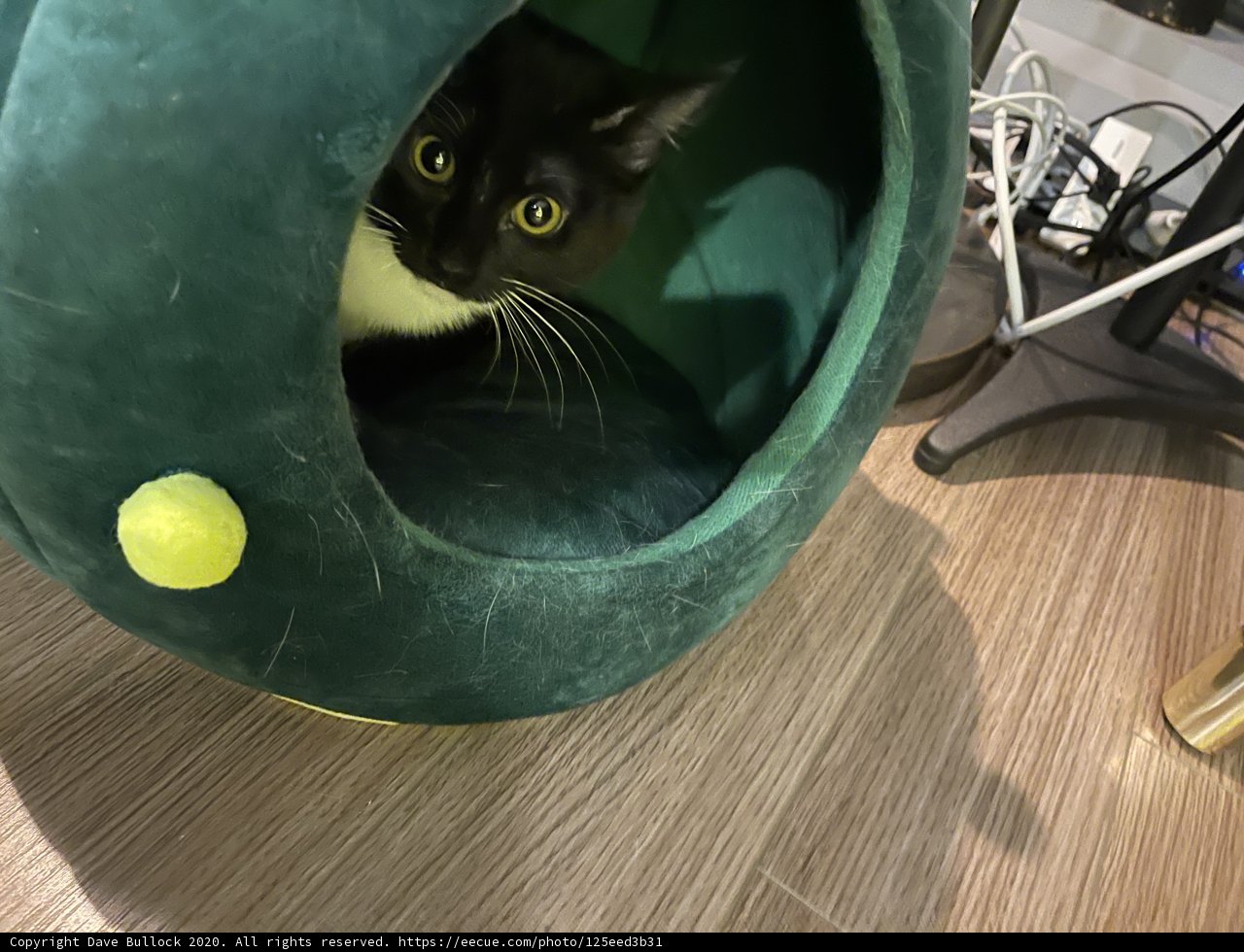 The Tennis Cat