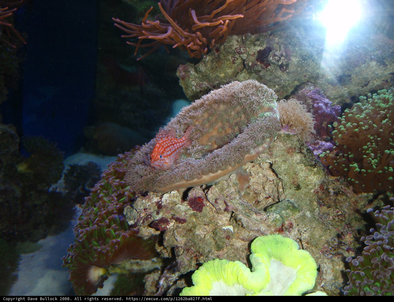 Beauty in the Aquarium