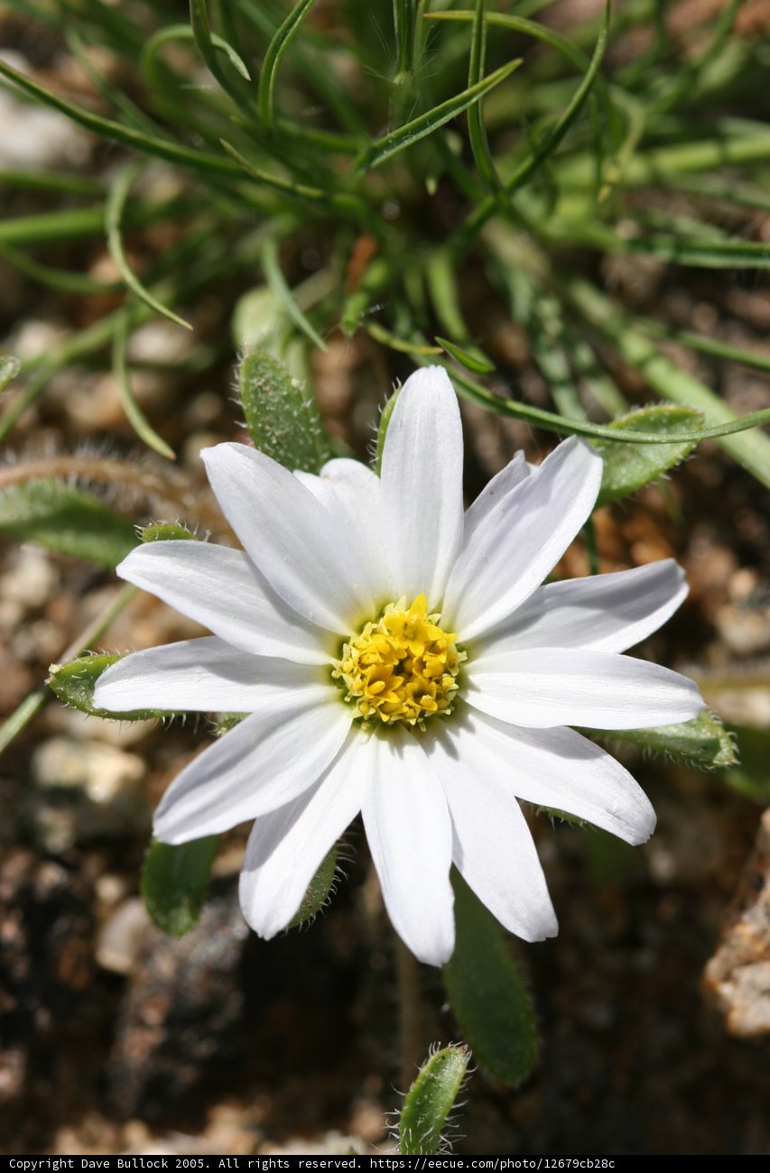 A Stunning Daisy in Bloom