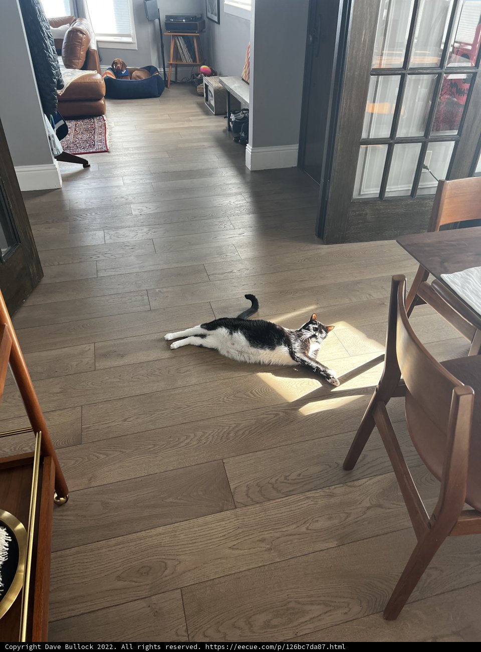 The Relaxed Feline in the Hardwood Living Room