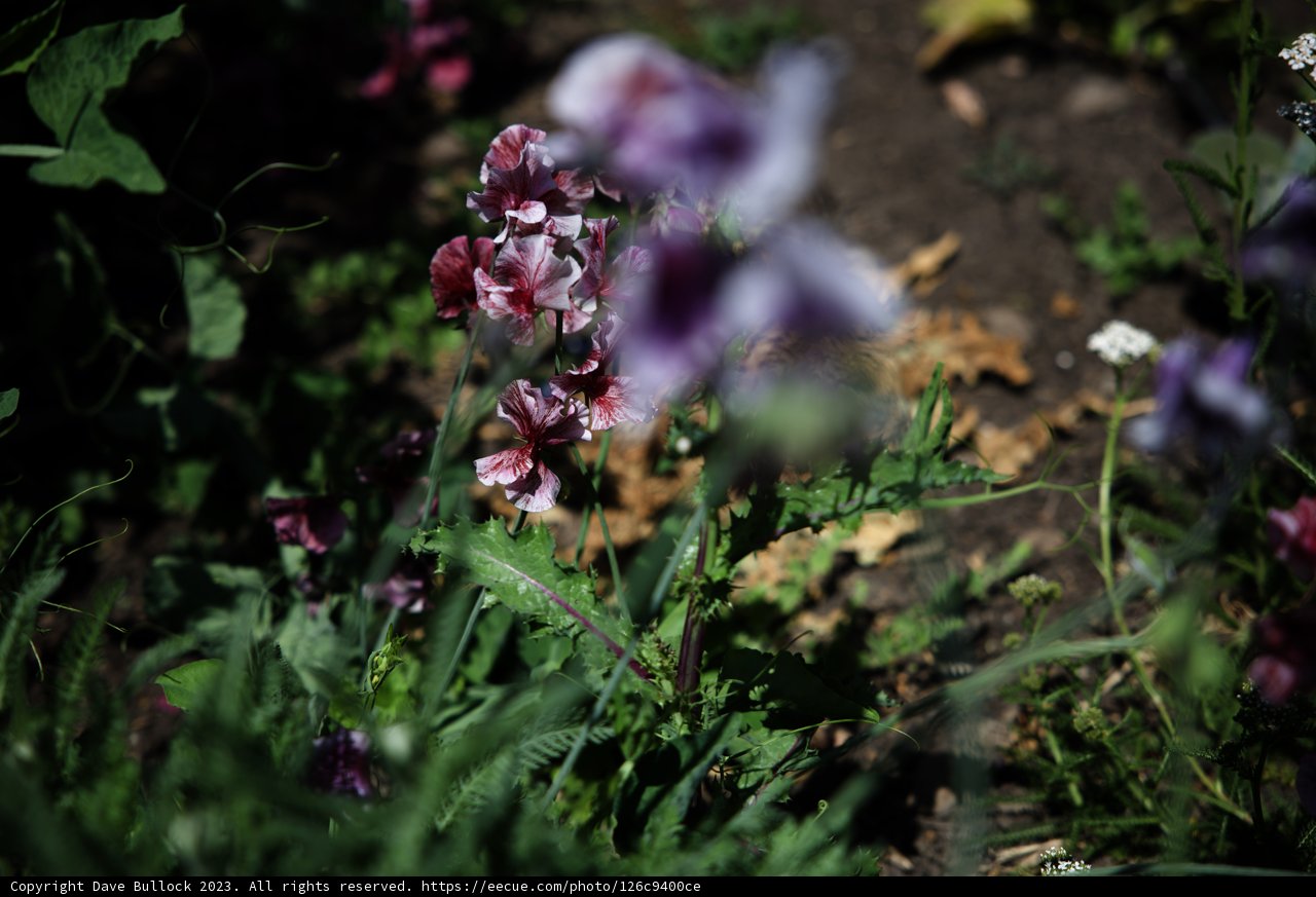 A Symphony of Snapdragons and Geraniums